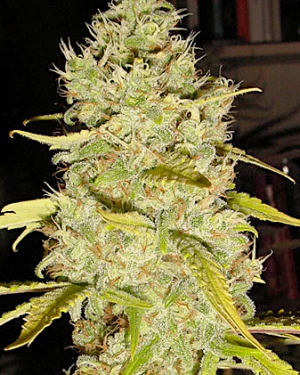 Fleur Du Mal - Generals Daughter