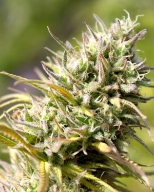 Fleur Du Mal - African Queen