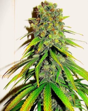 ESB f2 Regular Seeds