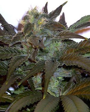 Janis Regular Seeds