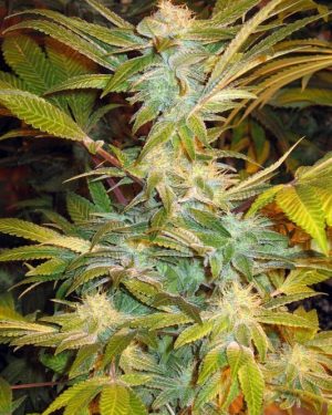 Sweet Tooth #4 Regular Seeds