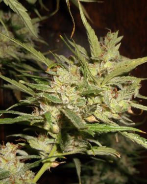 Durban-Thai High Flyer x C99