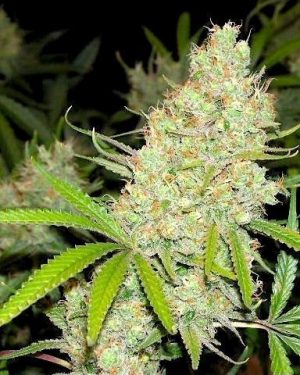 Princess 88 Regular Seeds