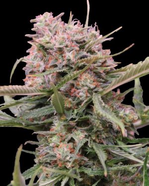 Auto Gigabud Feminised Seeds