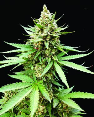 Blue OG Feminised Seeds