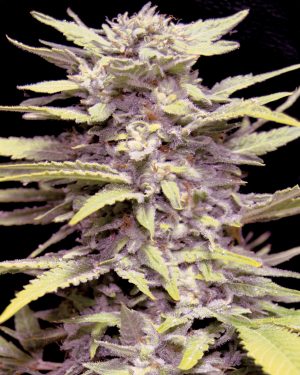 Blueberry Gum Feminised Seeds