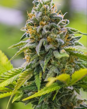 Cinderella XX Feminised Seeds