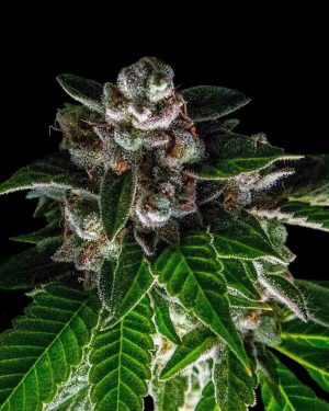 Bakers Delight (Sorbet Collection) Feminised Seeds