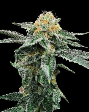 Kosher Cookies Feminised Seeds