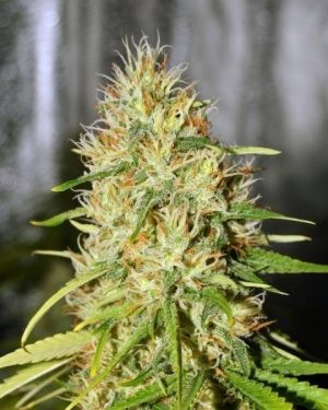 Double Black Feminised Seeds