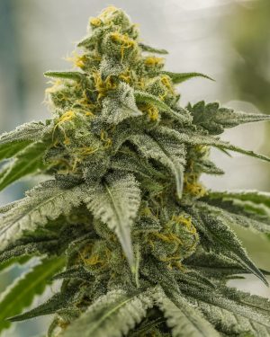 G13 Genius Feminised Seeds