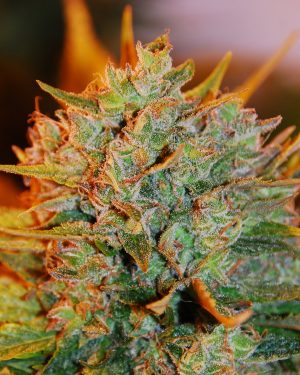 Gigabud Feminised Seeds