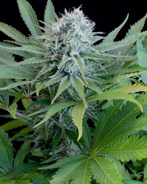 Peach Puree CBD Feminised Seeds