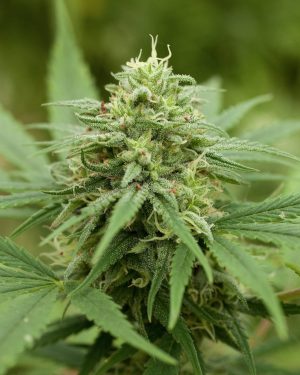 Pineapple Express #2 Feminised Seeds