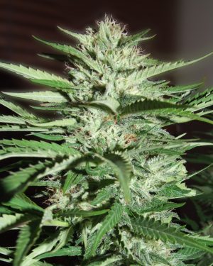 Pineapple Express Feminised Seeds