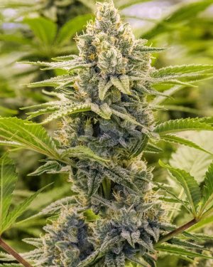 Princess Haze Regular Seeds