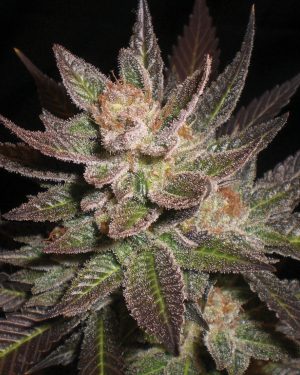 Purple Haze Feminised Seeds