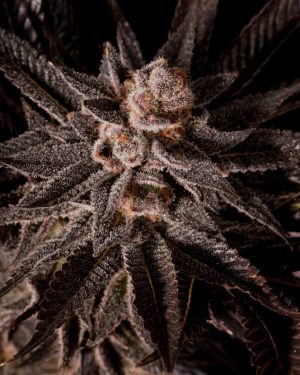 Queen’s Candy Regular Seeds