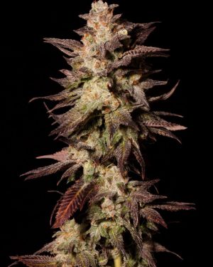 Royal Limez Regular Seeds