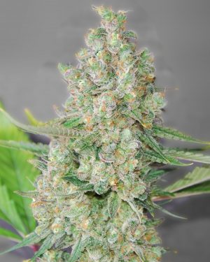 Super Skunk Feminised Seeds