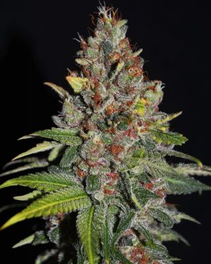 Tropical Punch Feminised Seeds