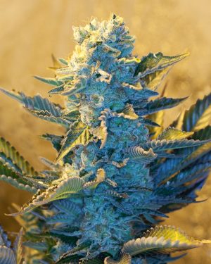 White Widow Feminised Seeds