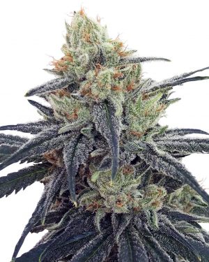 CBD #1 Feminised Seeds