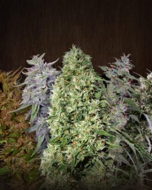 ACE Mix Regular Seeds