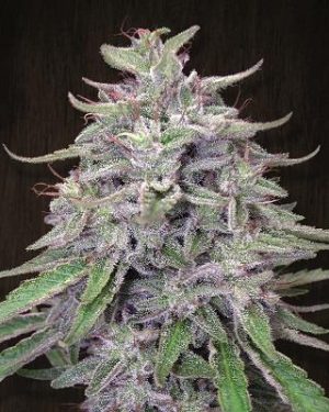 Bangi Haze Feminised Seeds