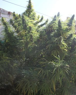Golden Tiger Regular Seeds