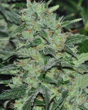 Malawi Regular Seeds