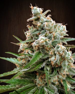 Nepal Jam Regular Seeds