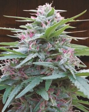 Panama Regular Seeds