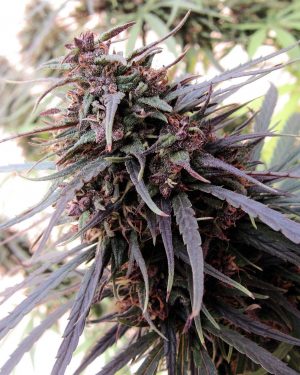 Purple Haze x Malawi Regular Seeds