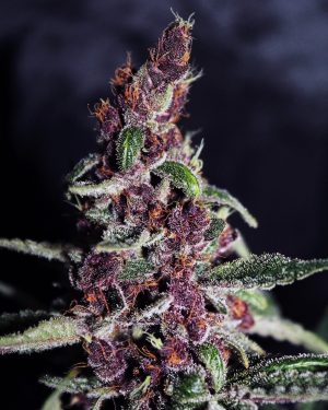 Violeta Regular Seeds