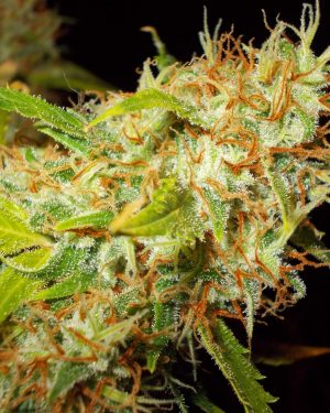 Zamaldelica Regular Seeds