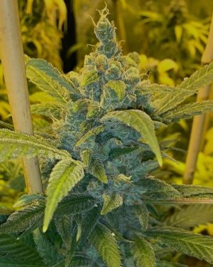 Alien Widow (Gas Line) Regular Seeds