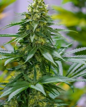 Green Avenger Regular Seeds