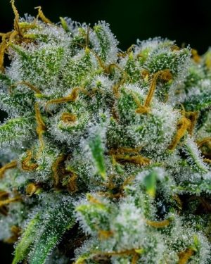 Apollo 11 Regular Seeds