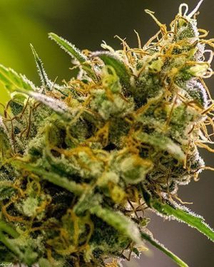 Apollo Haze Regular Seeds