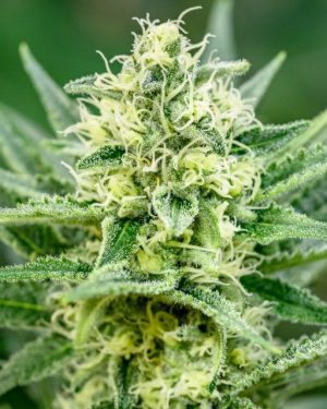 Queen Of Soul Regular Seeds