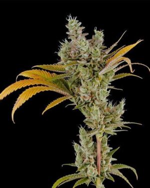 24K Gold Feminised Seeds