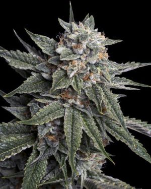 Holy Grail Kush Feminised Seeds