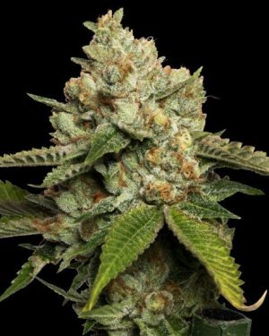 Kosher Kush Feminised Seeds