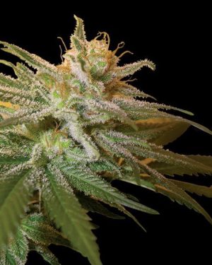 Kushberry Feminised Seeds