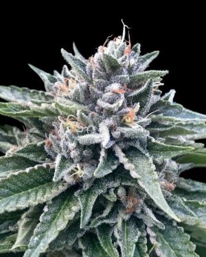 Sorbet #4 (Sorbet Collection) Feminised Seeds