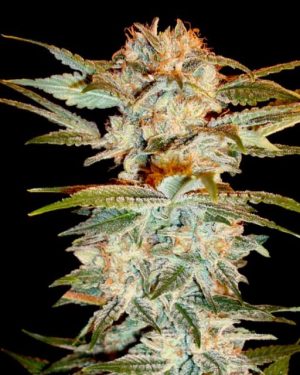 dna genetics browse new bestselling strains pips seedbank