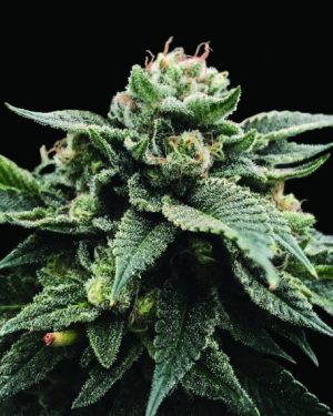Sorbet Stash (Sorbet Collection) Feminised Seeds