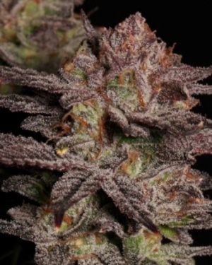 Don Quixote Regular Seeds