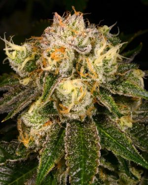 Flak Jacket Regular Seeds